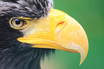 Image showing detail of black eagle head 