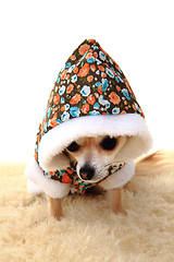 Image showing chihuahua and fashion 