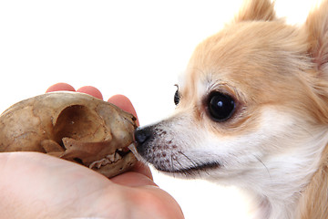 Image showing chihuahua and cat skull