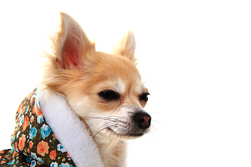 Image showing chihuahua and fashion 