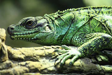 Image showing green lizard (small dragon)