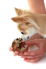 Image showing chihuahua and cat skull