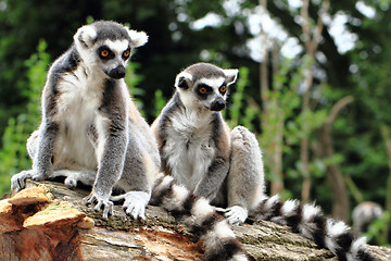 Image showing lemur monkeys are resting 