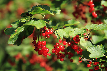 Image showing red currant plant 