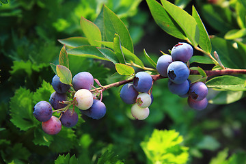 Image showing bluberries plant 