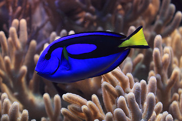 Image showing exotic fish in the sea 