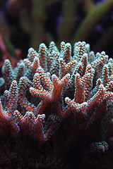 Image showing detail of coral background