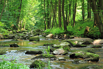 Image showing small river in the green forest 