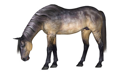 Image showing Horse