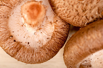 Image showing shiitake mushrooms