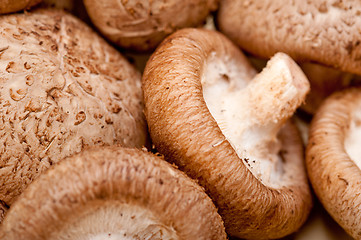 Image showing shiitake mushrooms