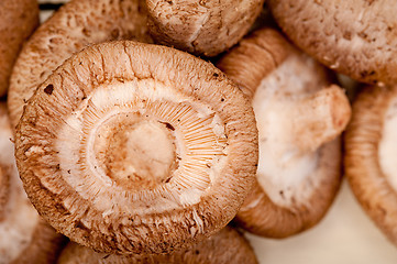 Image showing shiitake mushrooms