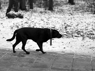 Image showing black Dog