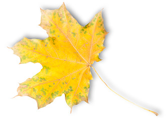 Image showing Yellow Autumn Maple Leaf With Green Spots