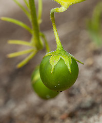 Image showing potato tuber