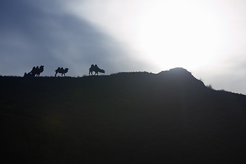 Image showing Camels at sunset