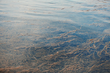 Image showing Water plants in the lake