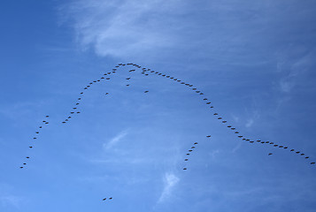 Image showing Flock of wild birds in the blue sky