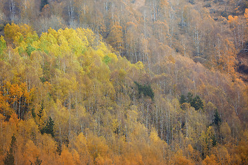 Image showing Autumn forest in mountains