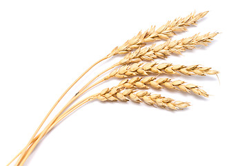 Image showing wheat ears