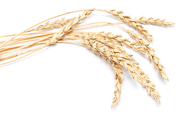 Image showing wheat ears
