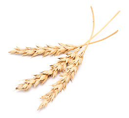 Image showing wheat ears