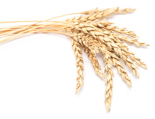 Image showing wheat ears