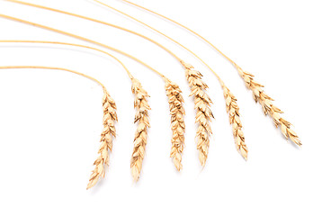 Image showing wheat ears