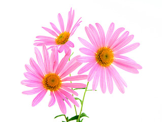 Image showing Beautiful pink gerbera daisies