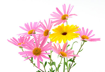 Image showing Beautiful pink and yellow flowers