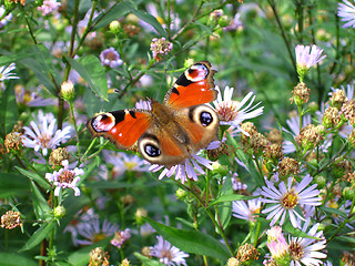 Image showing Butterfly