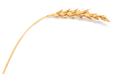 Image showing wheat ear