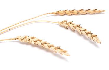 Image showing wheat ears