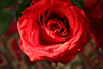 Image showing Red Rose