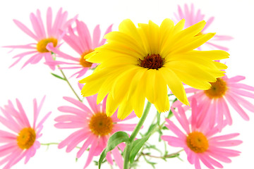 Image showing Sunny yellow flower