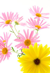 Image showing Yellow and pink gerbera daisies
