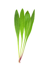 Image showing English plantain (Plantago lanceolata)