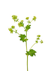Image showing Smooth lady s mantle (Alchemilla glabra)
