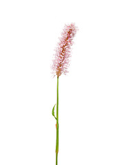 Image showing Water knotweed (Persicaria amphibia)