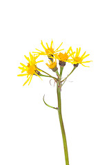 Image showing Groundsel (Tephroseris crispa)