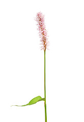 Image showing Water knotweed (Persicaria amphibia)