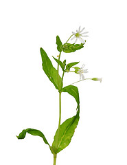 Image showing Wood stitchwort (Stellaria nemorum)