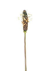 Image showing English plantain (Plantago lanceolata)