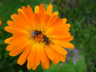 Image showing Bugs and flower