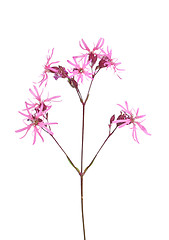 Image showing Ragged robin (Lychnis flos-cuculi)