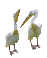 Image showing White Pelicans