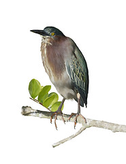 Image showing Green Heron