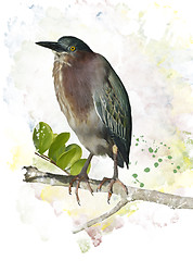 Image showing Green Heron