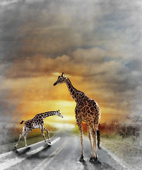 Image showing Two Giraffes