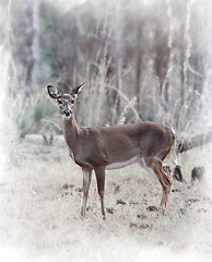 Image showing White-tailed Deer 